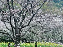 -苏州上方山国家森林公园