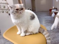 -More Fun猫咖 二十只万元加菲主题