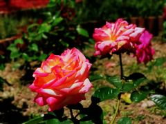 -上海吴淞炮台湾国家湿地公园