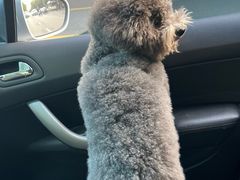 -博特宠物医院24h犬猫全科.骨科·异宠