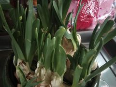 -双季花艺园艺市场(浦东店)