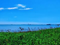 -上海吴淞炮台湾国家湿地公园