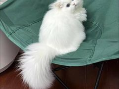 -猫十亿·布偶金渐层·曼基康矮脚猫舍(青年路店)