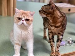 -猫和宫(六道口店)