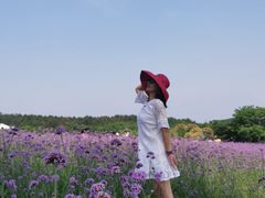 -大塘金香草谷