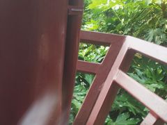 -嘉定紫藤园