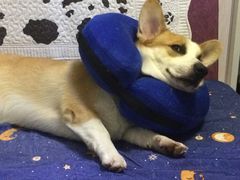 -爱侣宠医·鹦鹉专科·小型哺乳类·异宠专科(灵石路店)