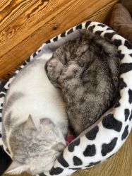 -萌宠亲子动物乐园(槐房万达店)