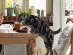-海边的猫和咖啡馆