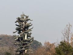 -杭州半山国家森林公园