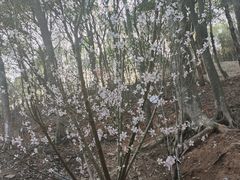 -杭州半山国家森林公园