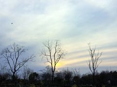 -上海滨江森林公园