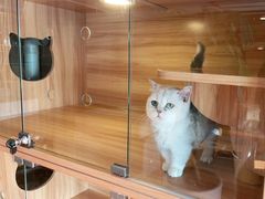 -喵百万·布偶·蓝金金渐层英短·猫舍(百子湾店)