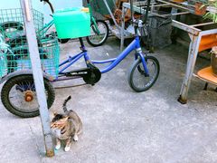 -大澳