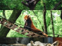 -上海野生动物园