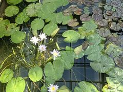 -国家植物园南园