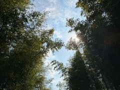 -黄海国家森林公园