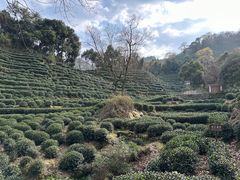 -十八棵（老龙井）御茶园(老龙井店)