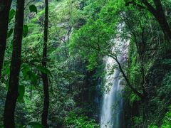 -莫里热带雨林景区