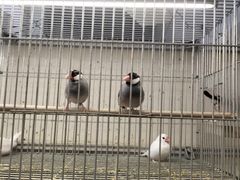 -宝鸡东道花鸟鱼虫市场(吉利花园商场店)