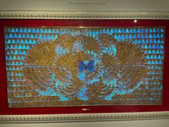 -上海昆虫博物馆