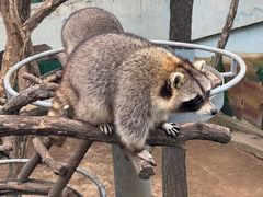 -西霞口神雕山野生动物世界