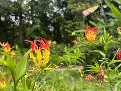 -中国科学院西双版纳热带植物园