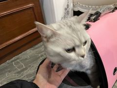 -宠爱国际动物医院· 猫科· 外科·中兽医(长白店)