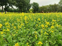 -长白岛森林公园