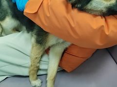 -北京观赏动物医院·24小时大型综合·猫专科·异宠专科