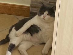 -纳吉亚猫专科动物诊疗中心(蒋宅口分院)