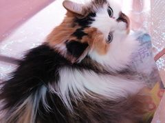-瑞派·关忠动物医院·猫专科·犬专科(三环新城店)