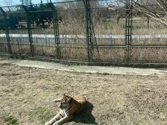 -上海野生动物园