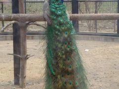 -石家庄市动物园