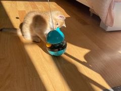 -欣宠猫屋·矮脚拿破仑·蓝金金渐层