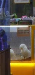 点击看大图 -神奇动物撸宠馆·羊驼·小浣熊·异宠(豫园店)