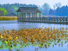 -溱湖国家湿地公园