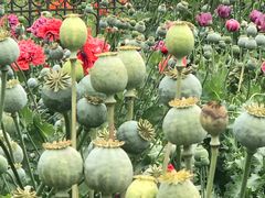 -国家植物园南园