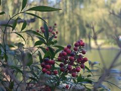 -上海共青森林公园