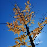 深秋的束河古镇好美