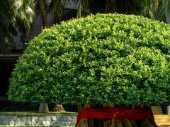 -海南清水湾莱佛士酒店