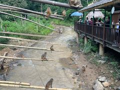-西双版纳原始森林公园