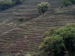 -龙井壹号·茶缘山景宴(龙井村店)