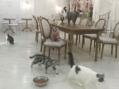 大堂-共舞时光猫咖·狗咖(新街口店)