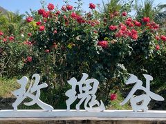 -亚龙湾国际玫瑰谷