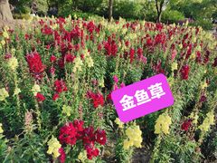 -上海滨江森林公园