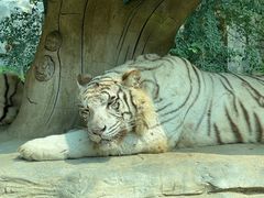 -北京野生动物园