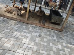 -长白岛森林公园