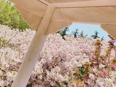 -樱花山风景区