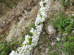 -中山大学附属第五医院